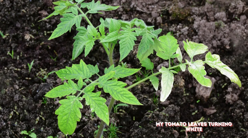 Why Are My Tomato Leaves Turning White