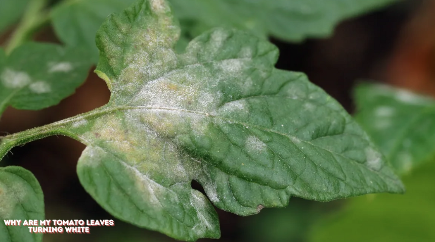 Why Are My Tomato Leaves Turning White