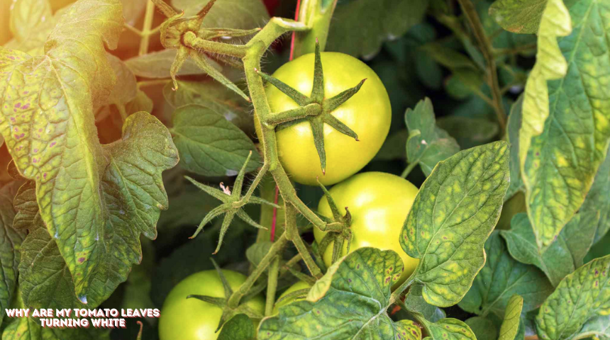 Why Are My Tomato Leaves Turning White