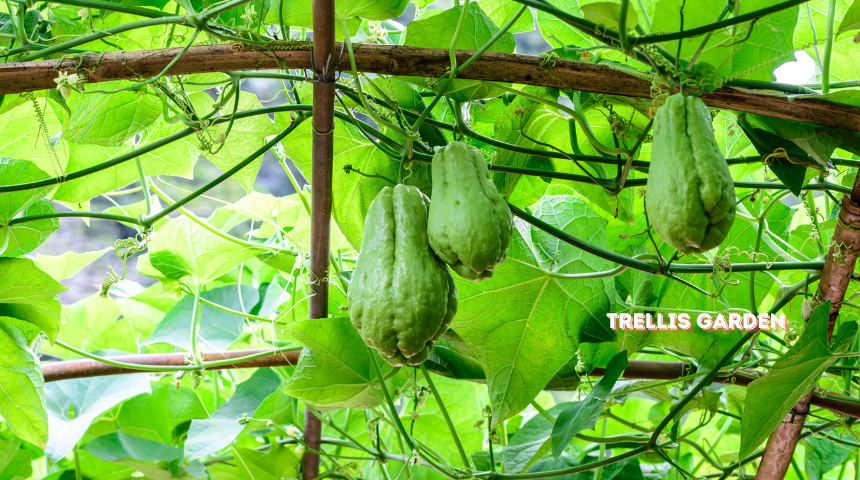 Vertical Vegetable Garden