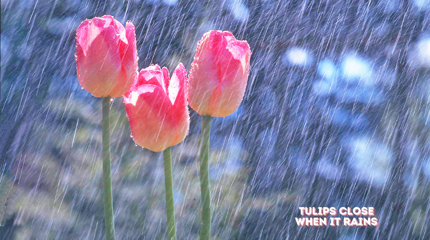 Do Tulips Close When It Rains