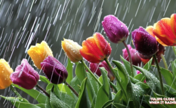 Do Tulips Close When It Rains