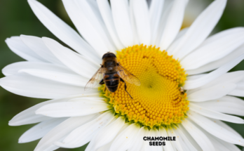 What Do Chamomile Seeds Look Like