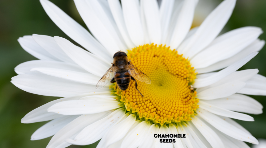 What Do Chamomile Seeds Look Like