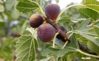 What Is The Fastest Fruit Tree To Grow