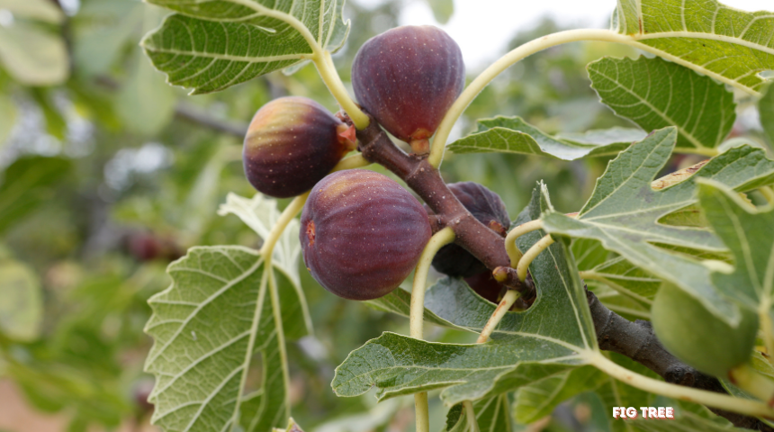 What Is The Fastest Fruit Tree To Grow