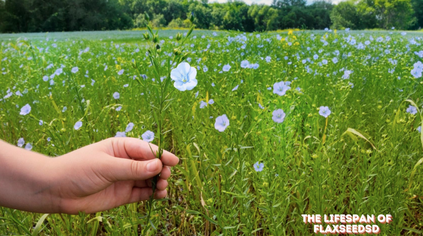 What Is The Lifespan Of Flax Seeds