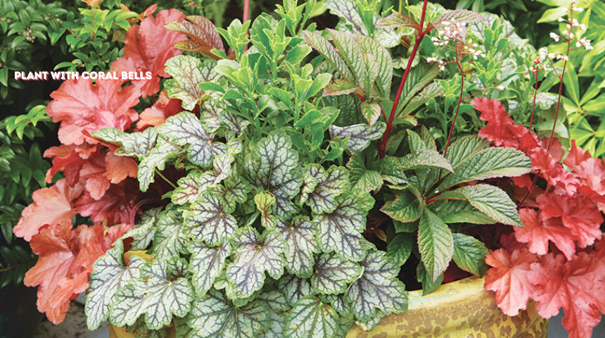 what to plant with coral bells