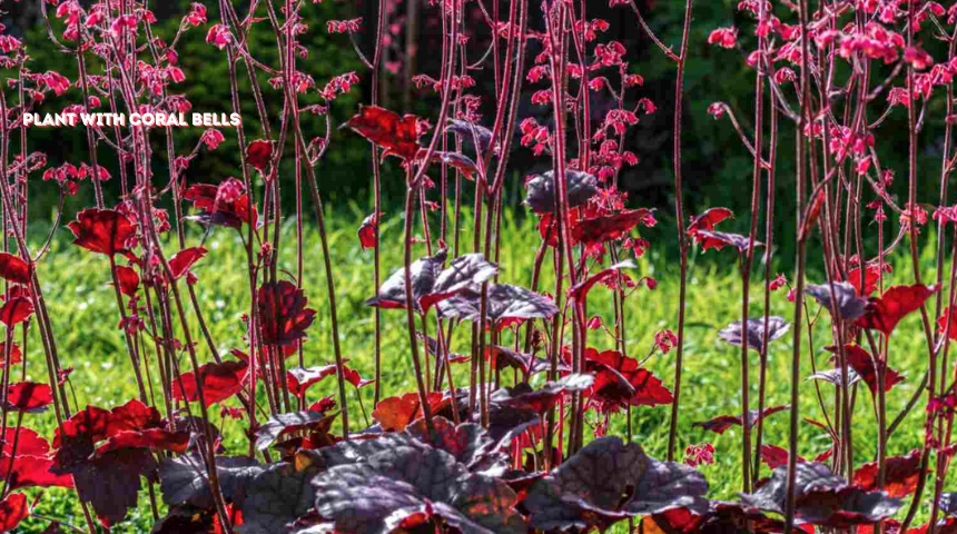 what to plant with coral bells