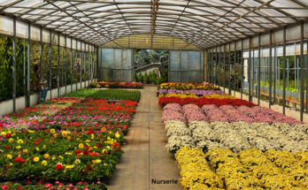 Where Do The Nurseries Get Their Plants