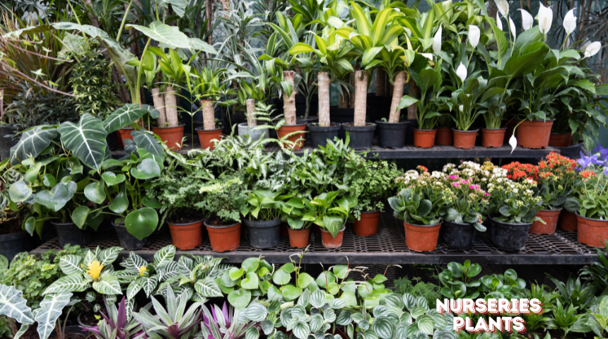 Where Do The Nurseries Get Their Plants