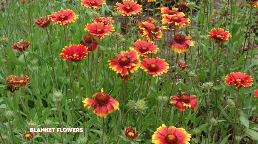 Why Are My Blanket Flowers Dying