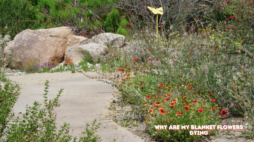 Why Are My Blanket Flowers Dying