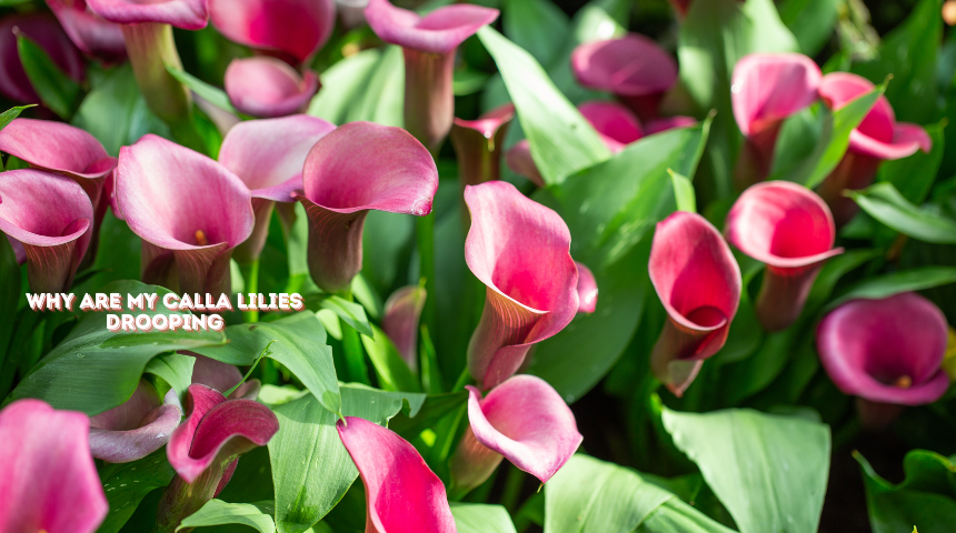 Why Are My Calla Lilies Drooping