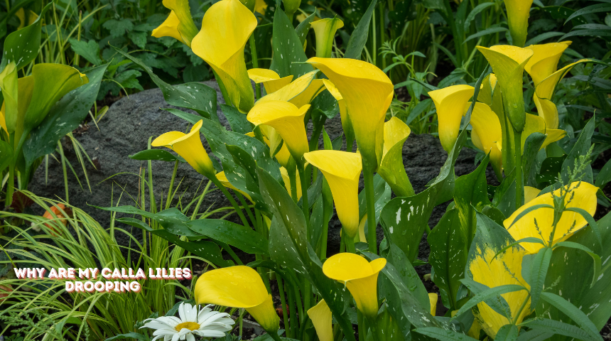 Why Are My Calla Lilies Drooping