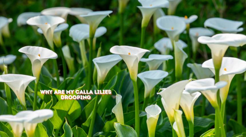 Why Are My Calla Lilies Drooping