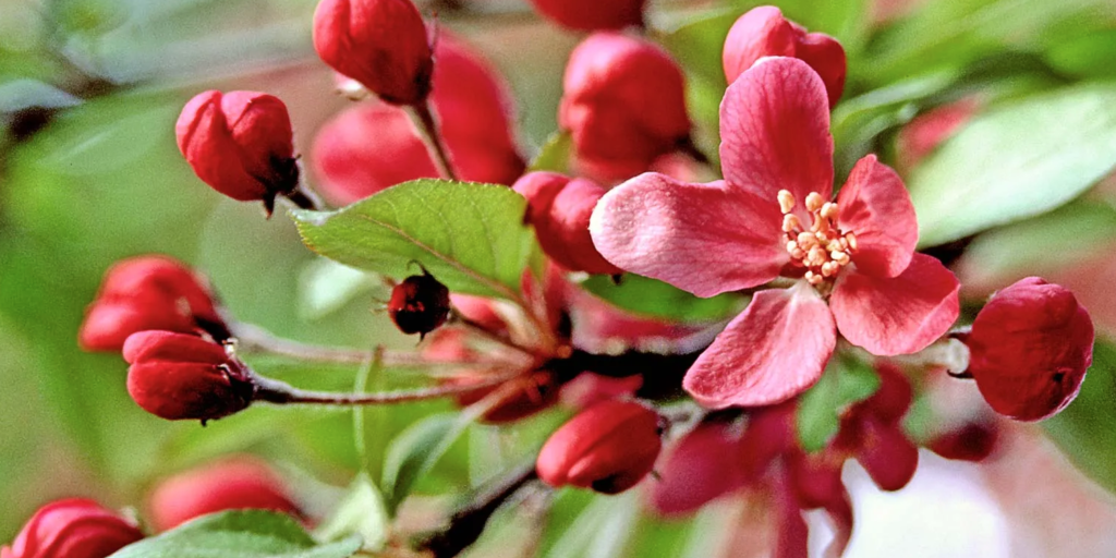 How Long Do Crabapple Trees Live