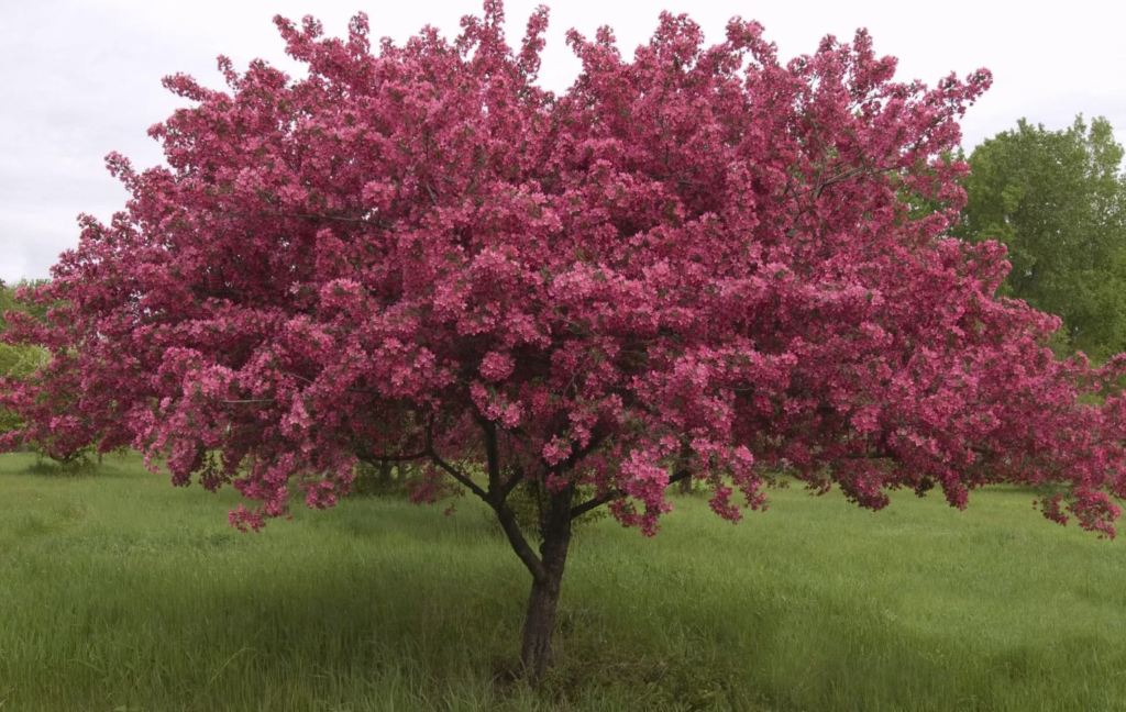 How Long Do Crabapple Trees Live