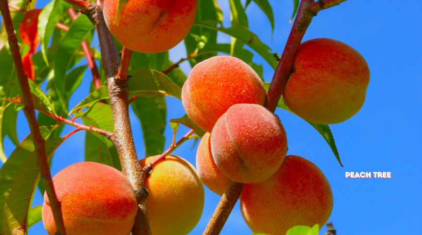 What Is The Fastest Fruit Tree To Grow