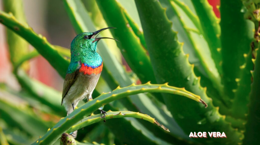 How To Cultivate Aloe Vera