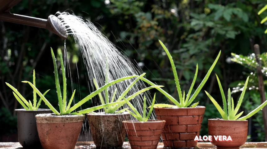 How To Cultivate Aloe Vera