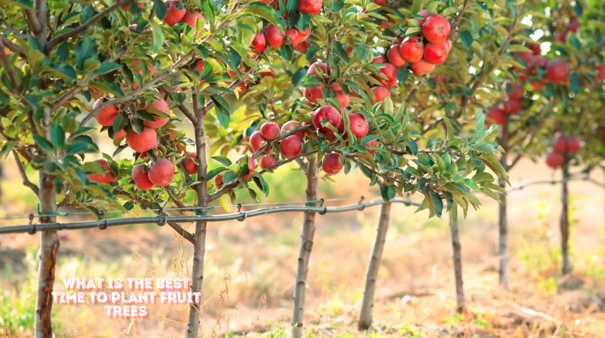 What Is The Best Time To Plant Fruit Trees