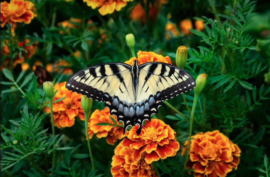 Are Marigolds Good For A Vegetable Garden