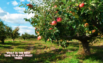 What Is The Best Time To Plant Fruit Trees