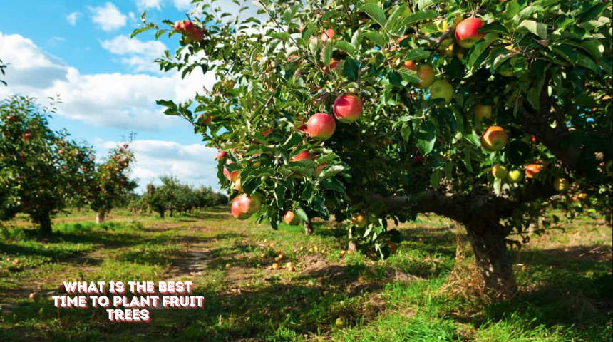 What Is The Best Time To Plant Fruit Trees