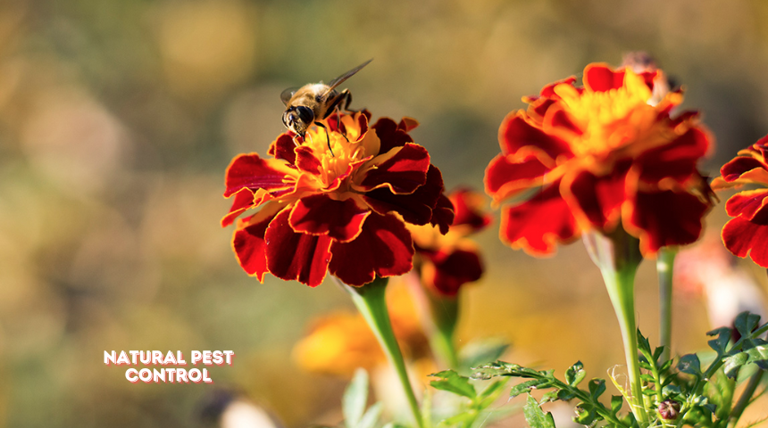 Are Marigolds Good For A Vegetable Garden 