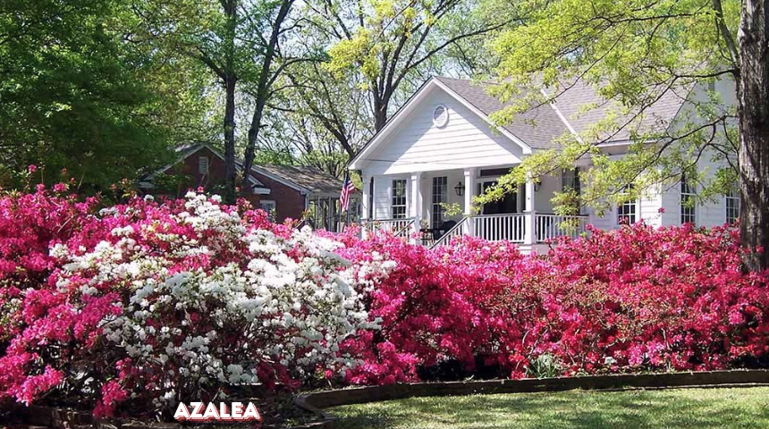 What Bushes Grow Best In Mostly Shade