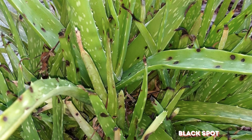 How To Grow Aloe Vera In A Tub