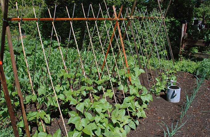 Which Vegetables Grow Best In Raised Beds