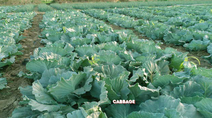 Which Vegetables Are Better In The Winter Garden