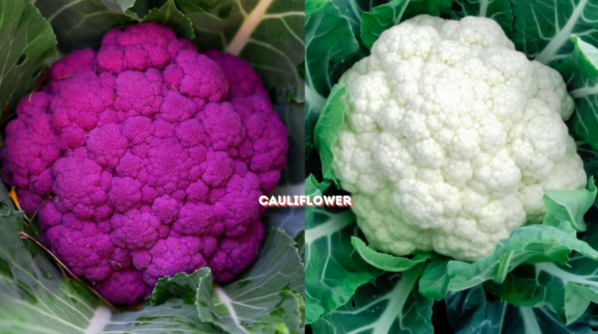 Which Vegetables Are Better In The Winter Garden