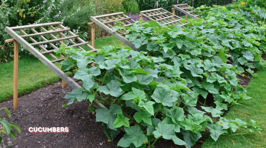 Which Vegetables Grow Best In Raised Beds