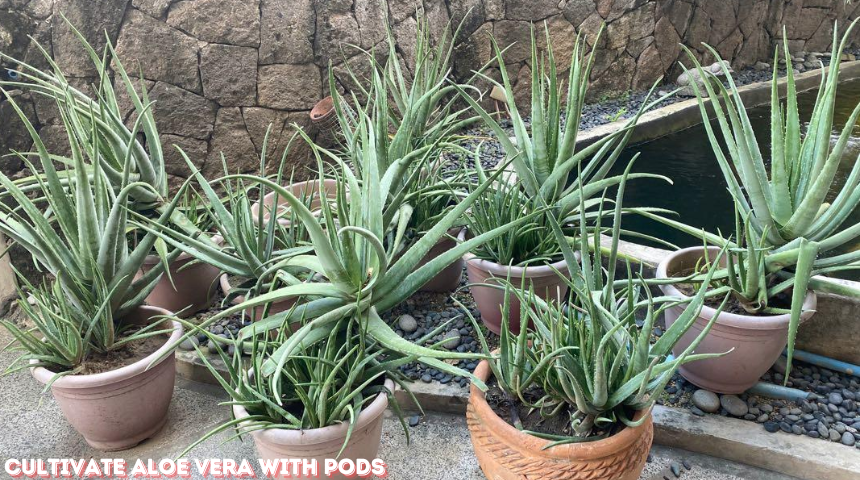 How To Cultivate Aloe Vera