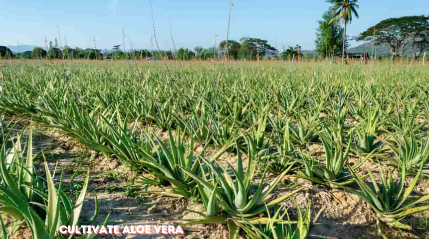 How To Cultivate Aloe Vera