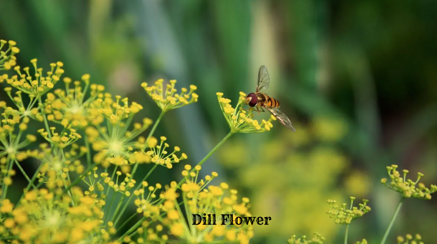 Which Flower Can Be Used As Vegetable