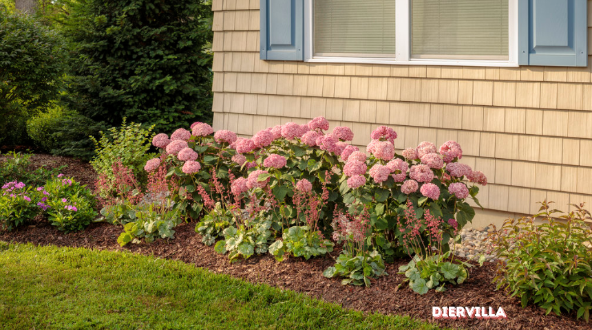 What Bushes Grow Best In Mostly Shade