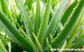 How To Cultivate Aloe Vera