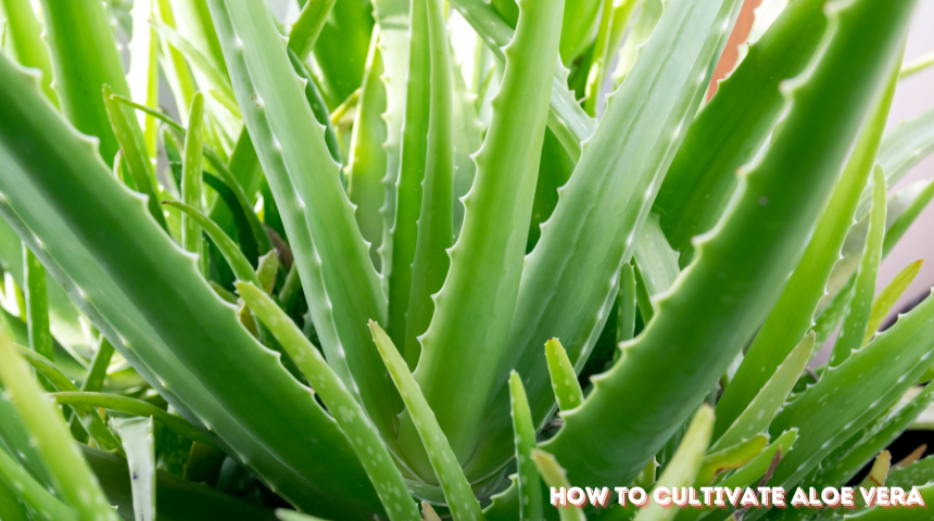 How To Cultivate Aloe Vera