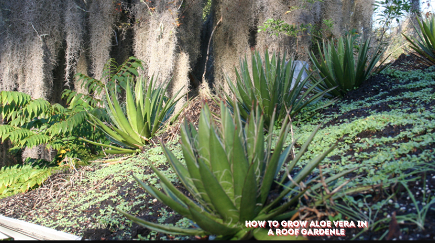 How To Grow Aloe Vera In A Roof Garden