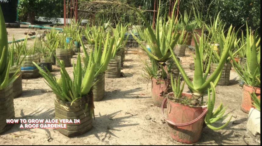 How To Grow Aloe Vera In A Roof Garden