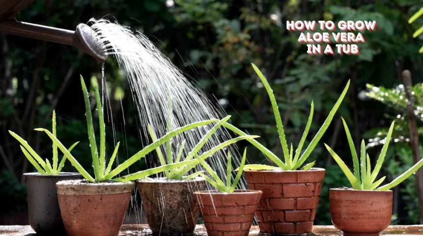 How To Grow Aloe Vera In A Tub