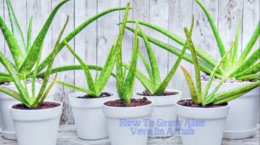 How To Grow Aloe Vera In A Tub