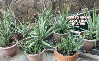 How To Grow Aloe Vera In A Tub