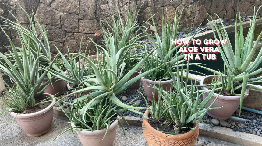 How To Grow Aloe Vera In A Tub