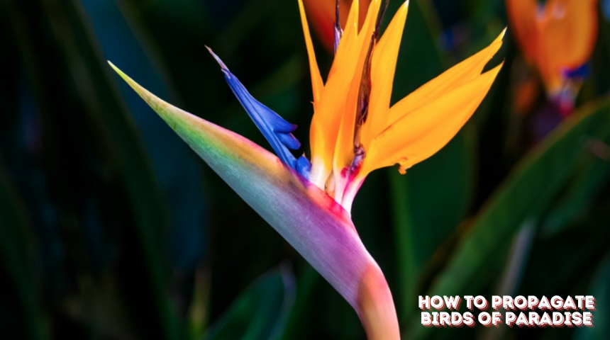 How To Propagate Birds Of Paradise