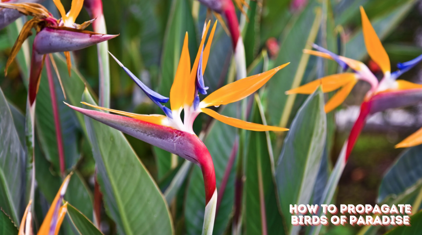 How To Propagate Birds Of Paradise